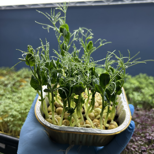 Peashoot Microgreens