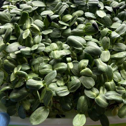 Sunflower Microgreens