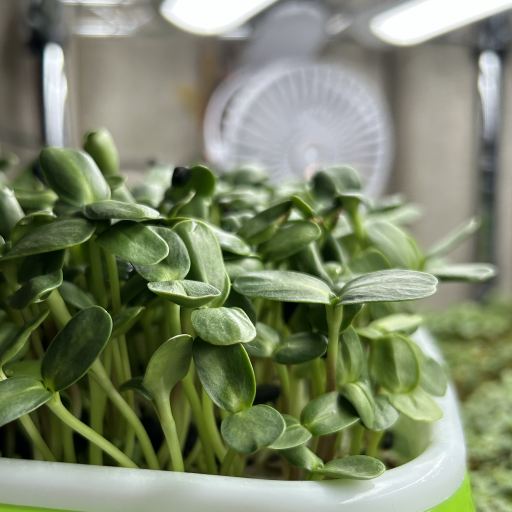 Sunflower Microgreens
