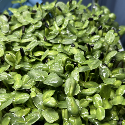 Sunflower Microgreens