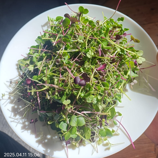 Radish Mix Microgreens