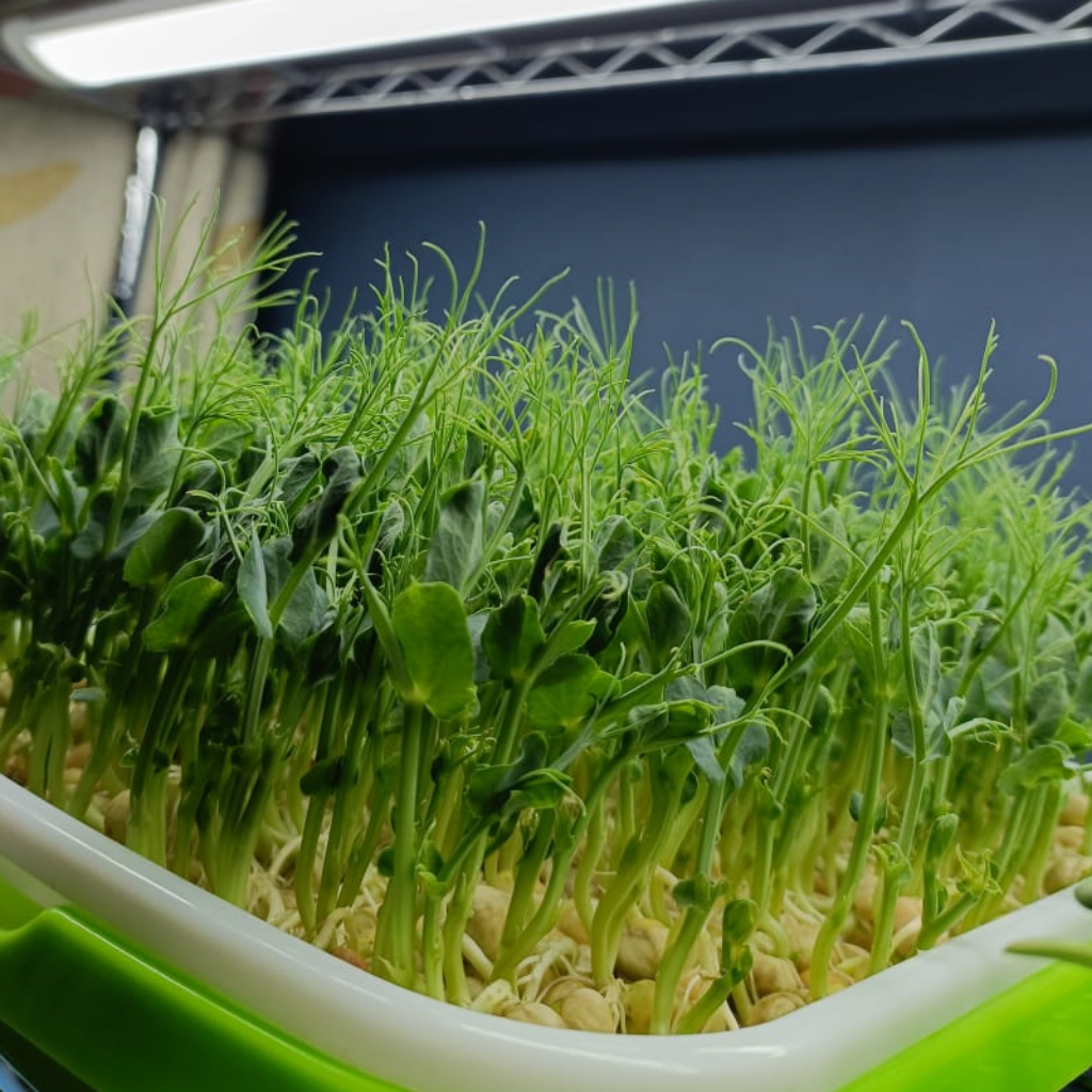 Peashoot Microgreens